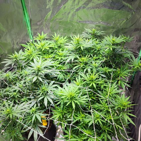 Blue dream # 1 growlog timeline photo