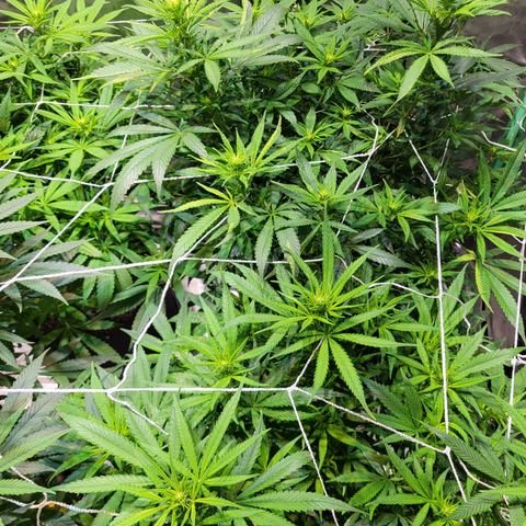 Blue dream # 1 growlog timeline photo