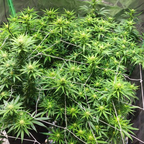 Blue dream # 1 growlog timeline photo