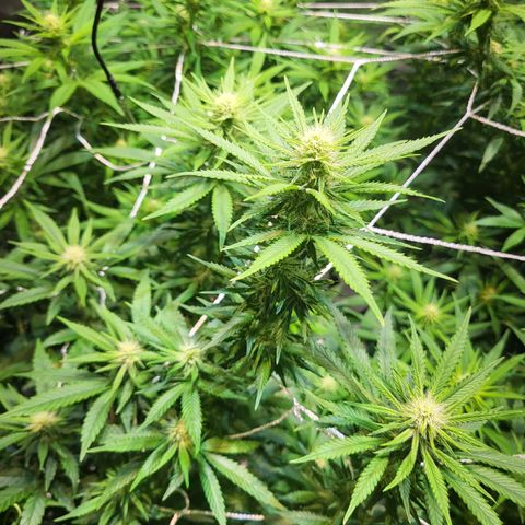 Blue dream # 1 growlog timeline photo