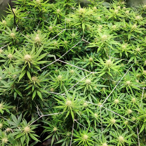 Blue dream # 1 growlog timeline photo