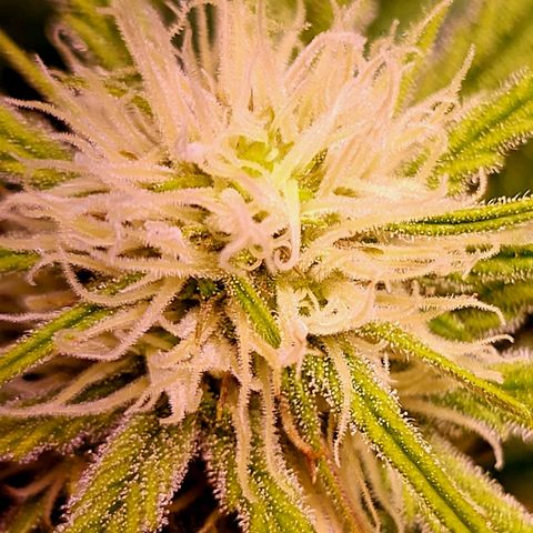 Blue dream # 1 growlog timeline photo
