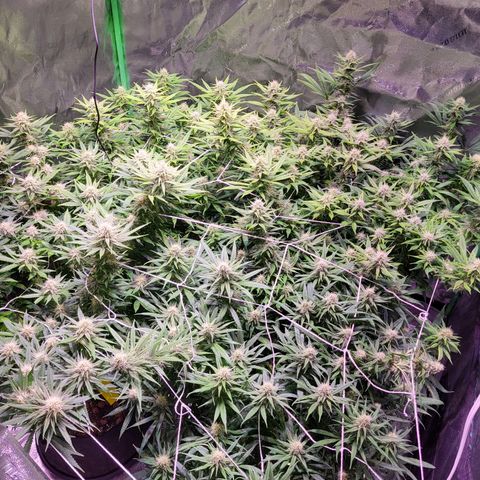 Blue dream # 1 growlog timeline photo