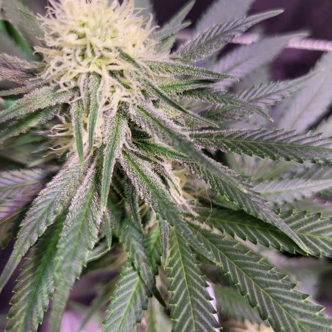 Blue dream # 1 growlog timeline photo