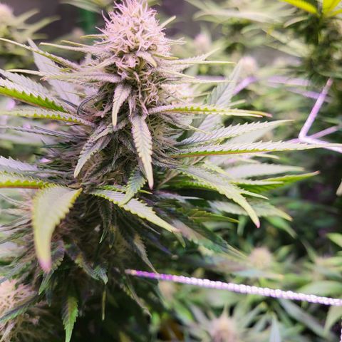 Blue dream # 1 growlog timeline photo