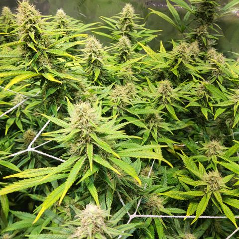 Blue dream # 1 growlog photo: 1 out of 4 blue dream seems to be finishing. Coming up on week 6 of flower