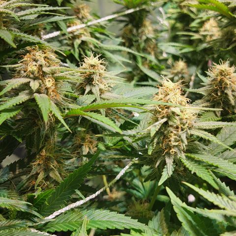 Blue dream # 1 growlog photo: 1 out of 4 blue dream seems to be finishing. Coming up on week 6 of flower