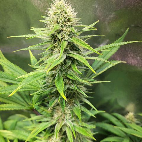 Blue dream # 1 growlog photo: 1 out of 4 blue dream seems to be finishing. Coming up on week 6 of flower