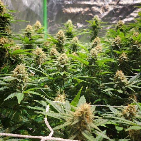 Blue dream # 1 growlog photo: 1 out of 4 blue dream seems to be finishing. Coming up on week 6 of flower
