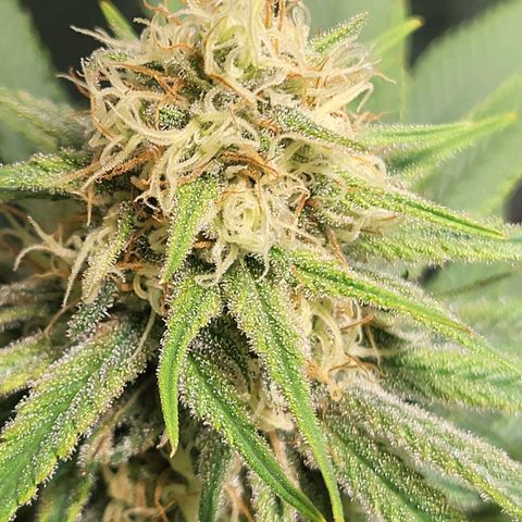 Blue dream # 1 growlog photo: 1 out of 4 blue dream seems to be finishing. Coming up on week 6 of flower