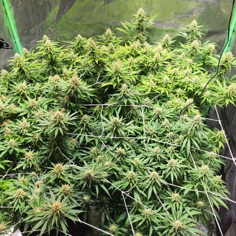 Blue dream # 1 growlog photo: 1 out of 4 blue dream seems to be finishing. Coming up on week 6 of flower