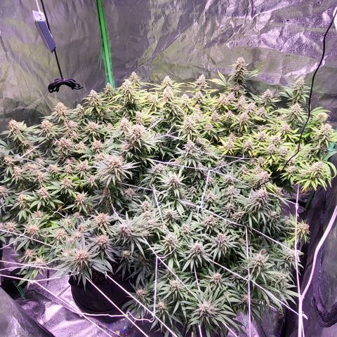 Blue dream # 1 growlog photo: One plant seems farther along then the other 3