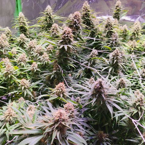 Blue dream # 1 growlog photo: One plant seems farther along then the other 3