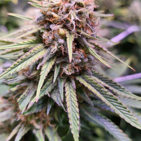 Blue dream # 1 growlog photo: One plant seems farther along then the other 3