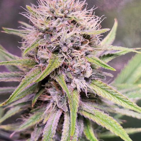 Blue dream # 1 growlog photo: One plant seems farther along then the other 3