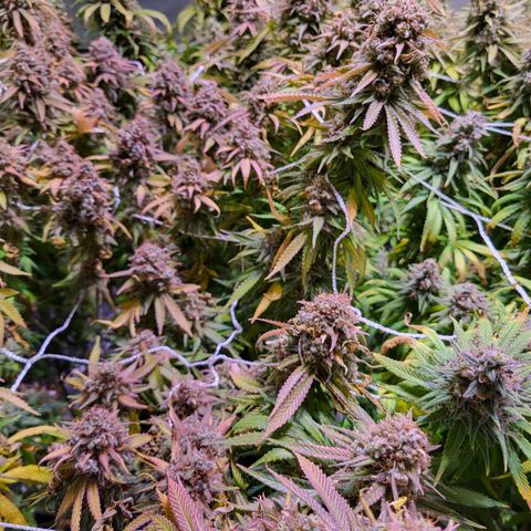 Blue dream # 1 growlog photo: Watching  Trichomes , any day now 