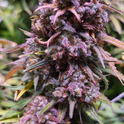 Blue dream # 1 growlog photo: Watching  Trichomes , any day now 