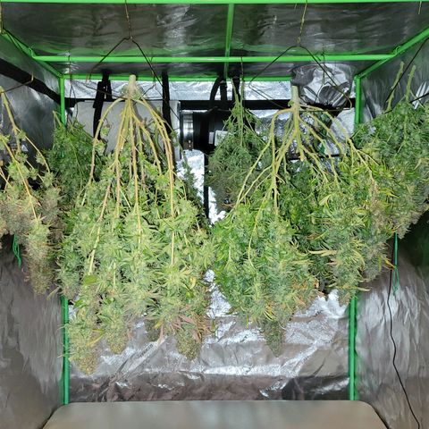 Blue dream # 1 growlog timeline photo