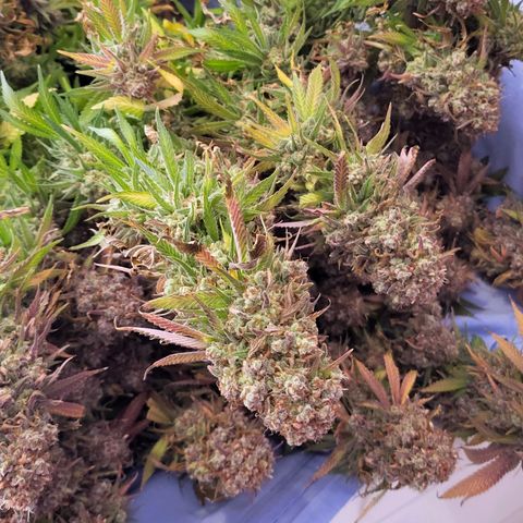Blue dream # 1 growlog timeline photo