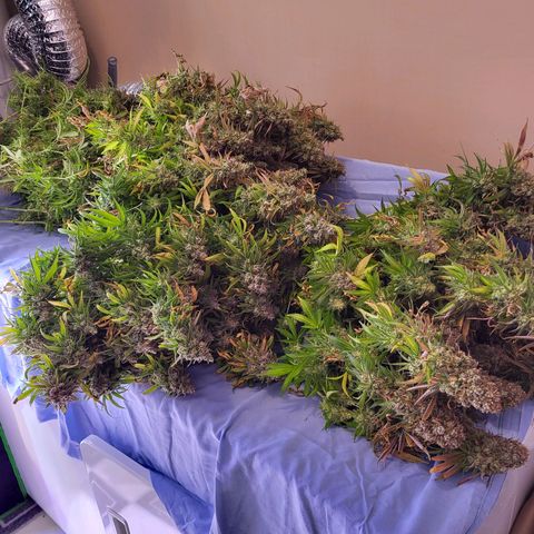 Blue dream # 1 growlog timeline photo