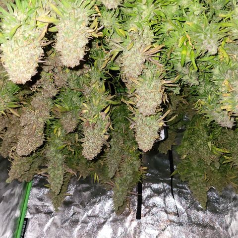 Blue dream # 1 growlog timeline photo
