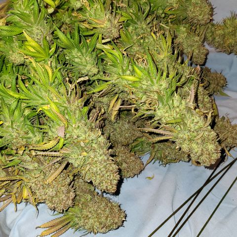 Blue dream # 1 growlog timeline photo