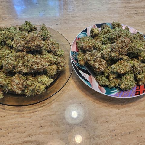 Blue dream # 1 growlog photo: 4 plants in 5 Gal pots yielded 663 grams (23.68 Oz)