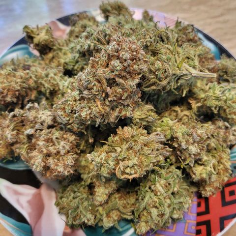 Blue dream # 1 growlog photo: 4 plants in 5 Gal pots yielded 663 grams (23.68 Oz)