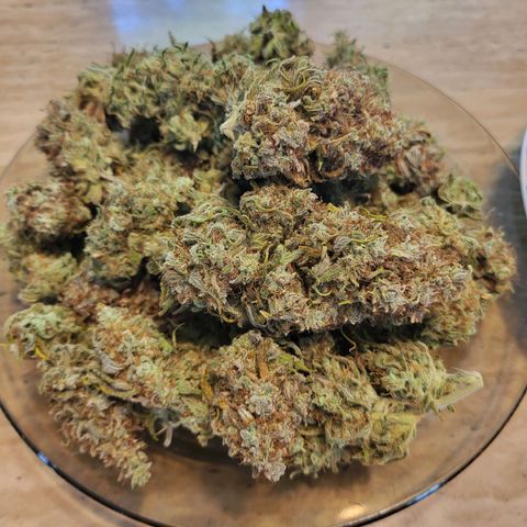 Blue dream # 1 growlog photo: 4 plants in 5 Gal pots yielded 663 grams (23.68 Oz)