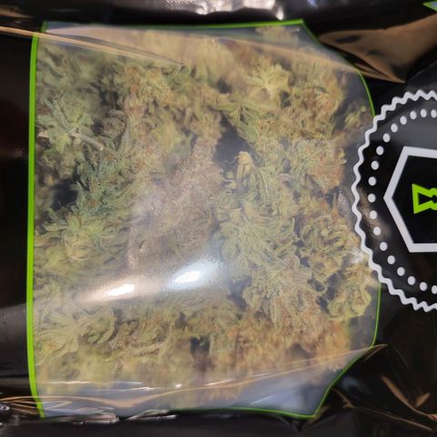 Blue dream # 1 growlog photo: 4 plants in 5 Gal pots yielded 663 grams (23.68 Oz)