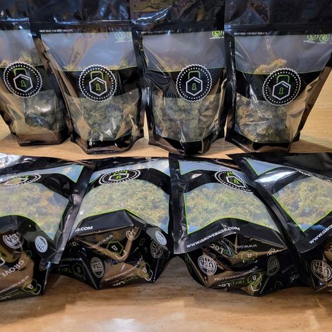 Blue dream # 1 growlog photo: 4 plants in 5 Gal pots yielded 663 grams (23.68 Oz)