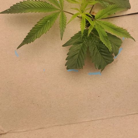 The diary of a bushy girl named Gush Mints growlog timeline photo