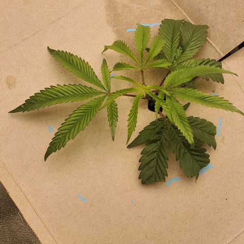 The diary of a bushy girl named Gush Mints growlog timeline photo