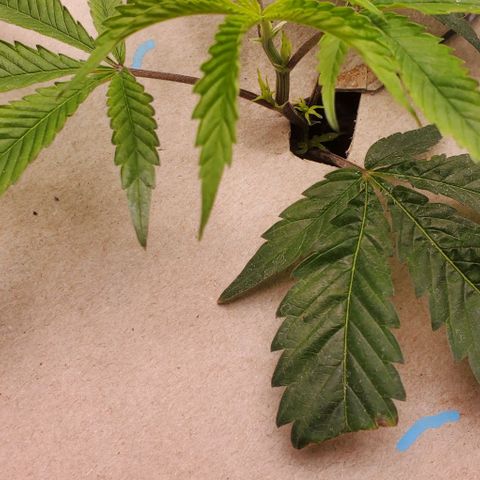 The diary of a bushy girl named Gush Mints growlog timeline photo