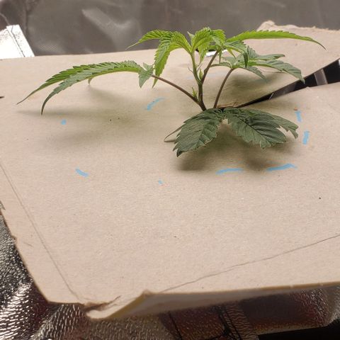 The diary of a bushy girl named Gush Mints growlog timeline photo