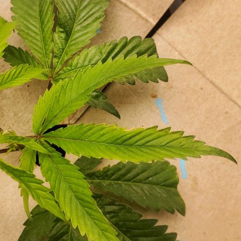 The diary of a bushy girl named Gush Mints growlog timeline photo