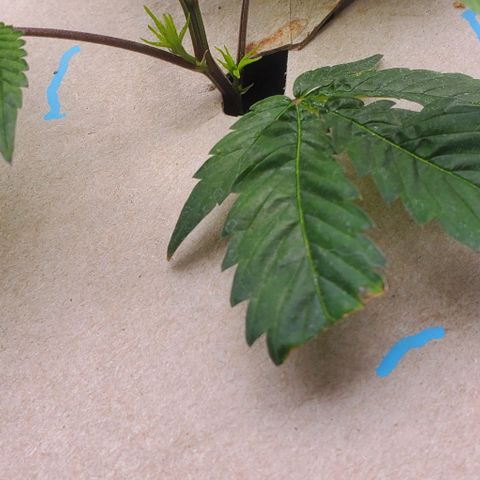 The diary of a bushy girl named Gush Mints growlog timeline photo