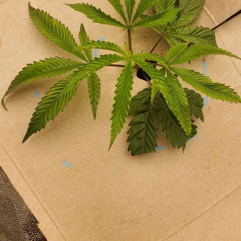 The diary of a bushy girl named Gush Mints growlog timeline photo