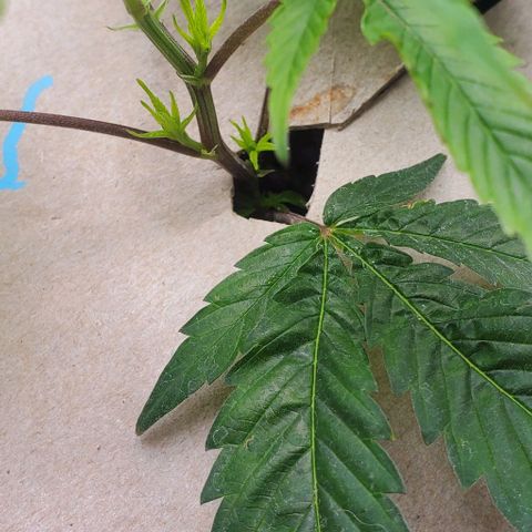 The diary of a bushy girl named Gush Mints growlog timeline photo