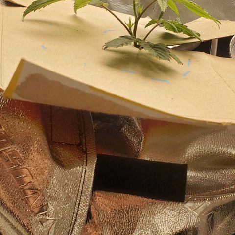The diary of a bushy girl named Gush Mints growlog timeline photo