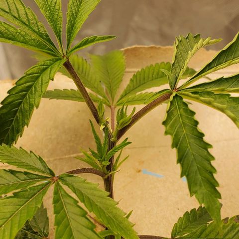 The diary of a bushy girl named Gush Mints growlog timeline photo