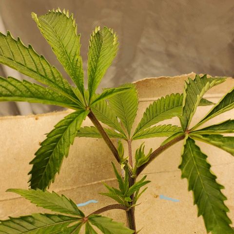 The diary of a bushy girl named Gush Mints growlog timeline photo
