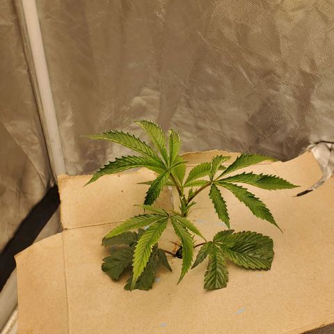 The diary of a bushy girl named Gush Mints growlog timeline photo