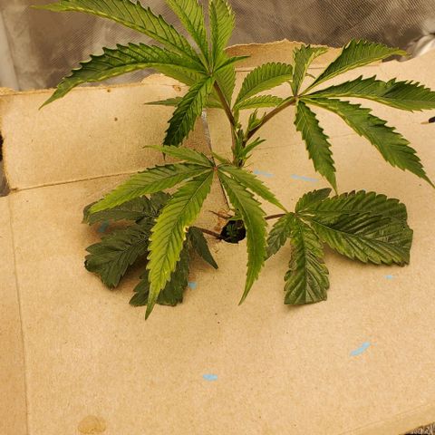 The diary of a bushy girl named Gush Mints growlog timeline photo