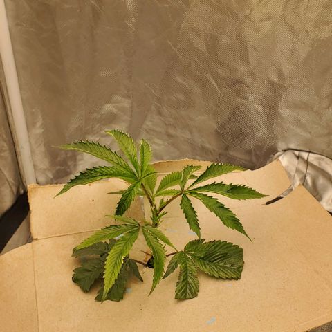 The diary of a bushy girl named Gush Mints growlog timeline photo