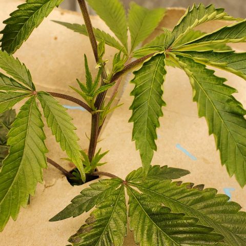 The diary of a bushy girl named Gush Mints growlog timeline photo