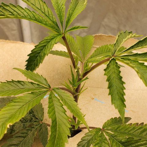 The diary of a bushy girl named Gush Mints growlog timeline photo
