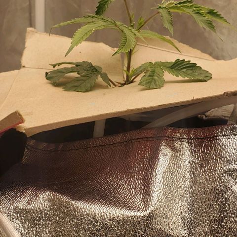 The diary of a bushy girl named Gush Mints growlog timeline photo