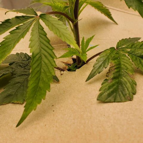 The diary of a bushy girl named Gush Mints growlog timeline photo