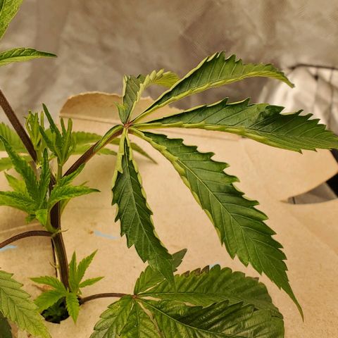 The diary of a bushy girl named Gush Mints growlog timeline photo